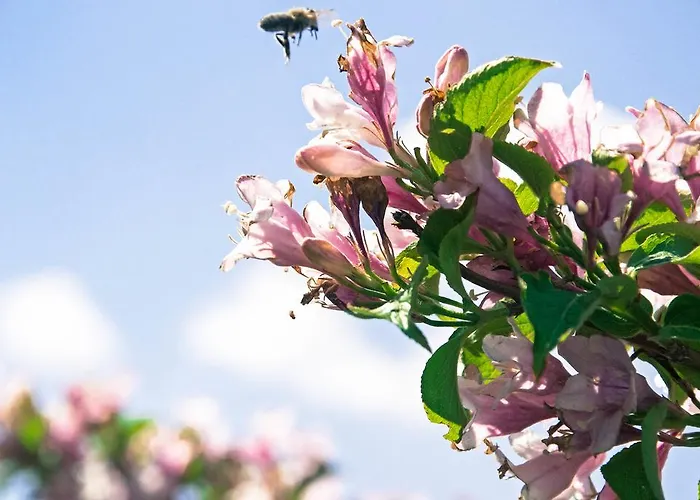 De L'arguta טרנטו