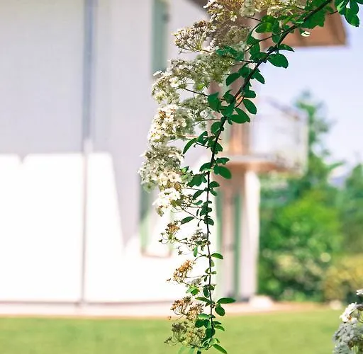 De L'arguta トレント