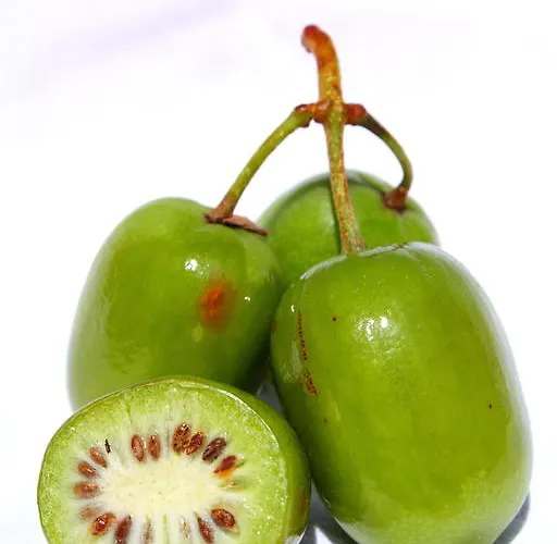 De L'arguta טרנטו